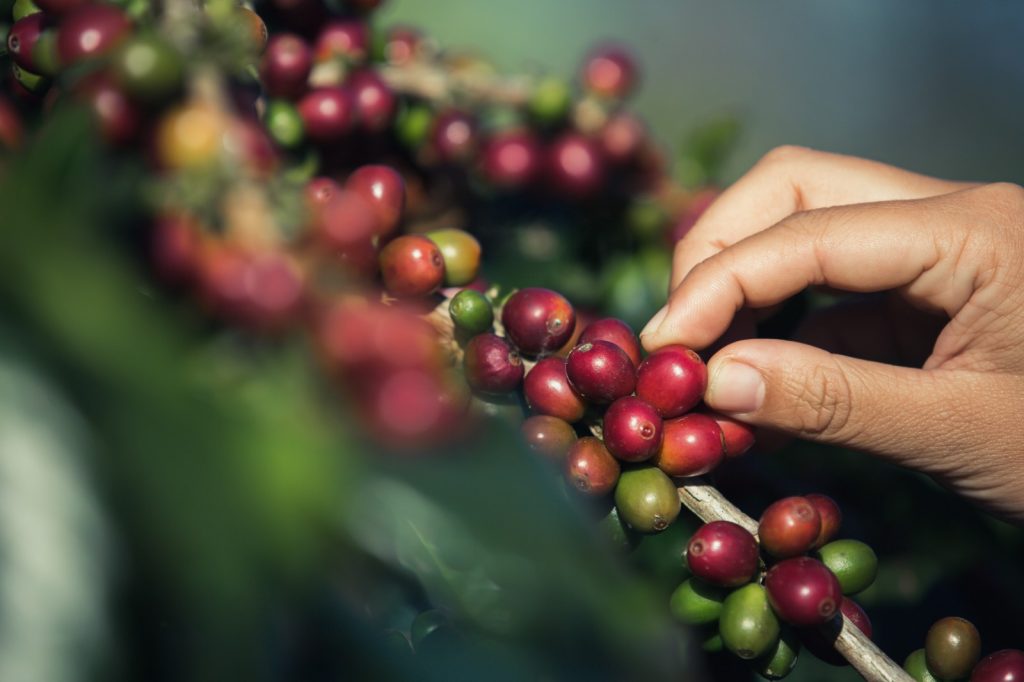 14° Encontro Nacional do Café acontece entre 17 e 19 de setembro, em Barra do Choça