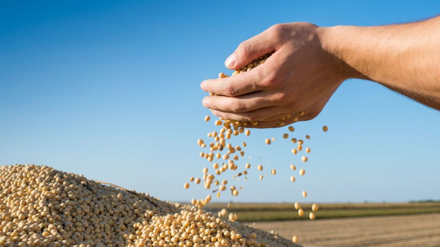 Colheita da soja no Oeste da Bahia se aproxima da metade da área plantada