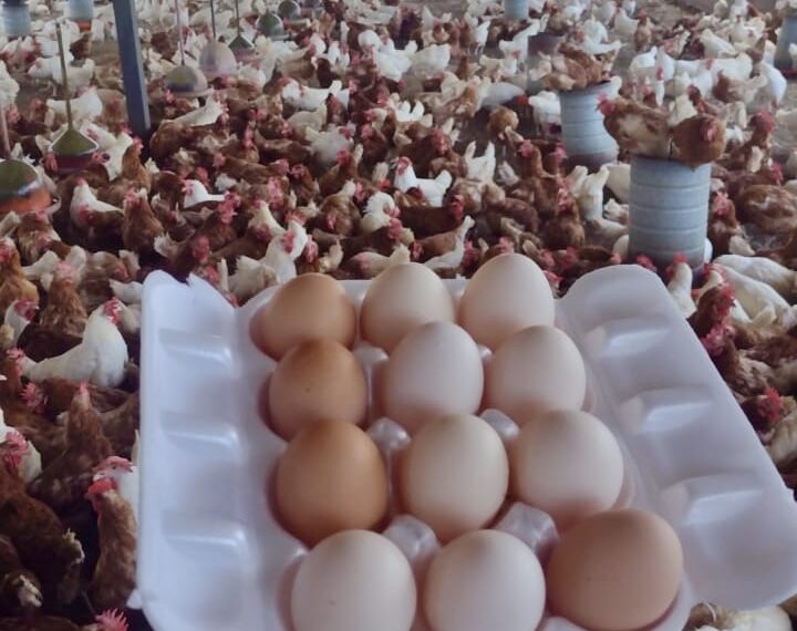 Avicultura gera renda e fortalece agricultura familiar na Bahia