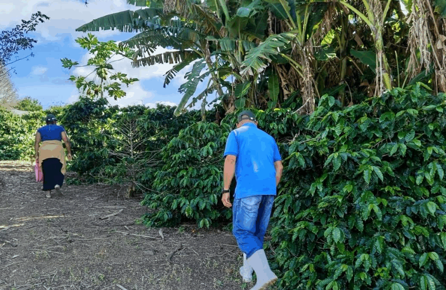 Governo fortalece cadeia do café em Nova Canaã com investimentos