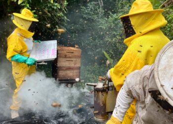 Governo da Bahia fortalece a apicultura no Recôncavo com entrega de 220 kits