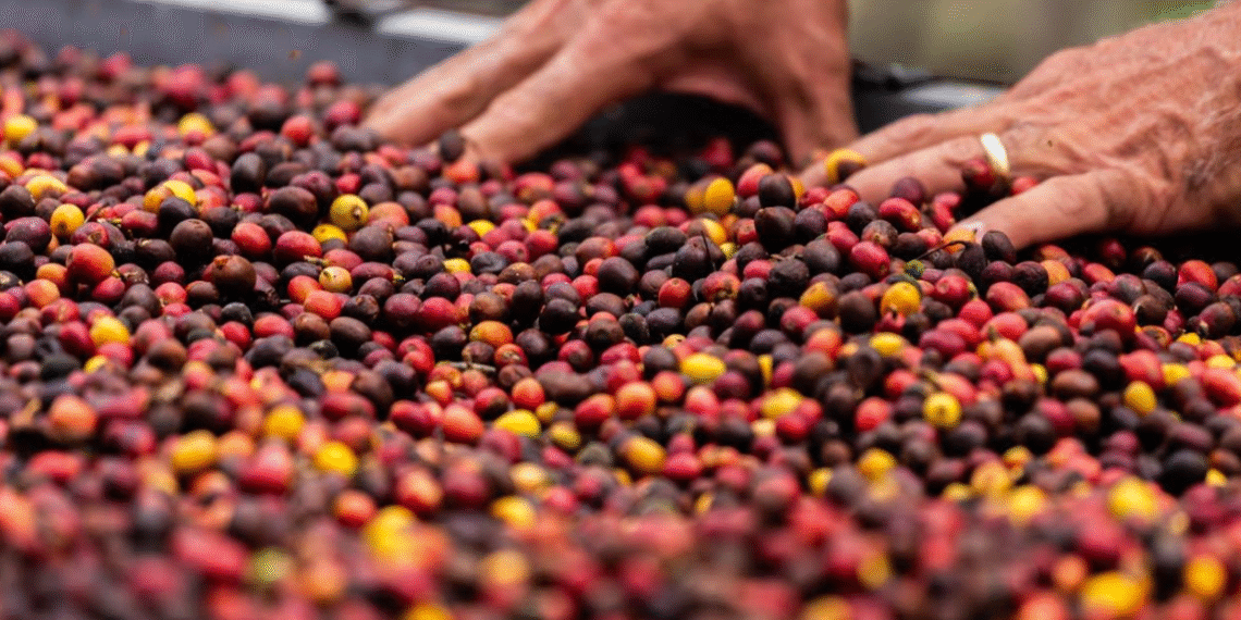 Roteiro turístico une café especial, natureza e experiências exclusivas no interior da Bahia