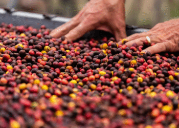 Roteiro turístico une café especial, natureza e experiências exclusivas no interior da Bahia
