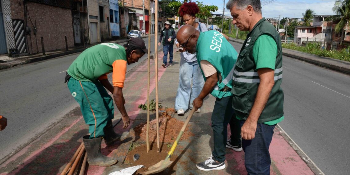 Prefeitura oferece programa Plante no Passeio para ampliar arborização de Salvador
