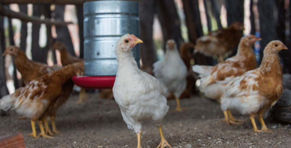 Governo da Bahia lança seleção para fortalecer cadeia produtiva de ovos caipiras no estado