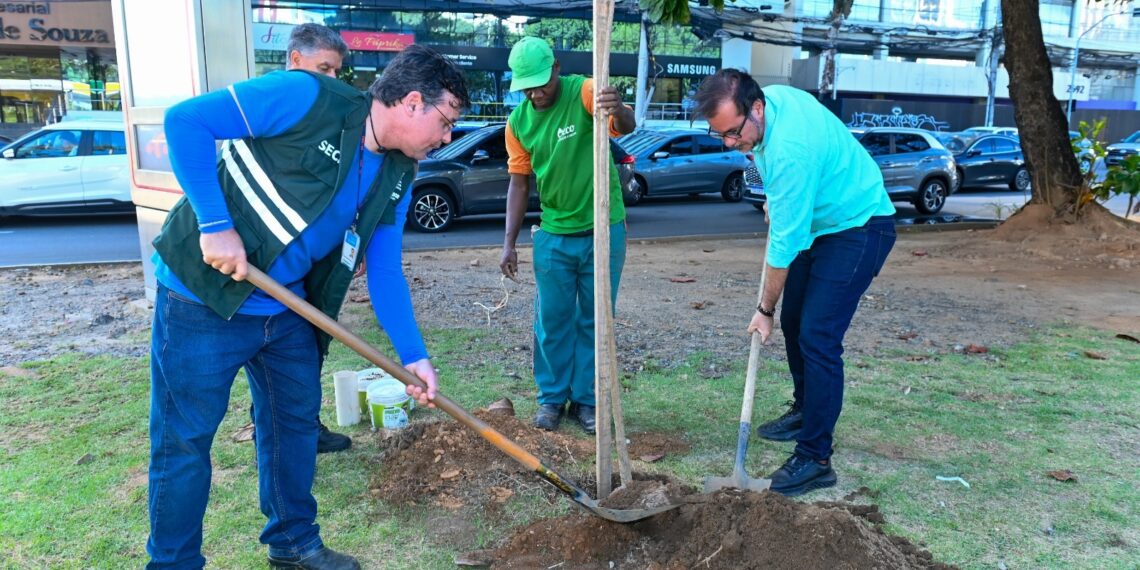 Prefeitura de Salvador inicia plantio de mais de 1 mil mudas de árvores na Avenida ACM
