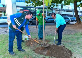 Prefeitura de Salvador inicia plantio de mais de 1 mil mudas de árvores na Avenida ACM