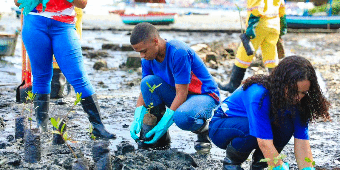 Alunos da rede estadual realizam plantio de manguezal em área do VLT de Salvador