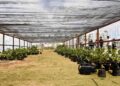 Salvador supera marca de 15 mil mudas plantadas em 2026