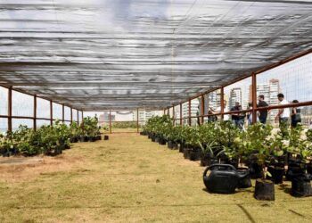 Salvador supera marca de 15 mil mudas plantadas em 2026