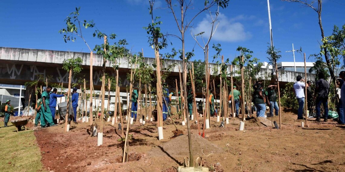 Salvador ganha microfloresta com 3,6 mil árvores em área de 5 mil m² na Avenida ACM