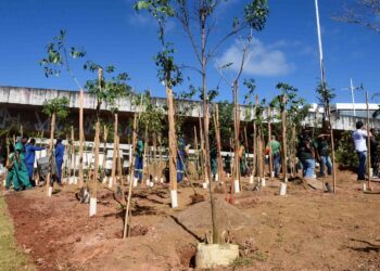 Salvador ganha microfloresta com 3,6 mil árvores em área de 5 mil m² na Avenida ACM