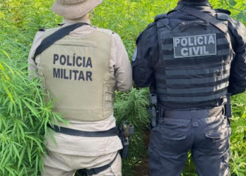 PC e PM erradicam 22 mil pés de maconha em Campo Formoso