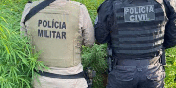 PC e PM erradicam 22 mil pés de maconha em Campo Formoso