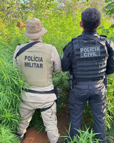 PC e PM erradicam 22 mil pés de maconha em Campo Formoso