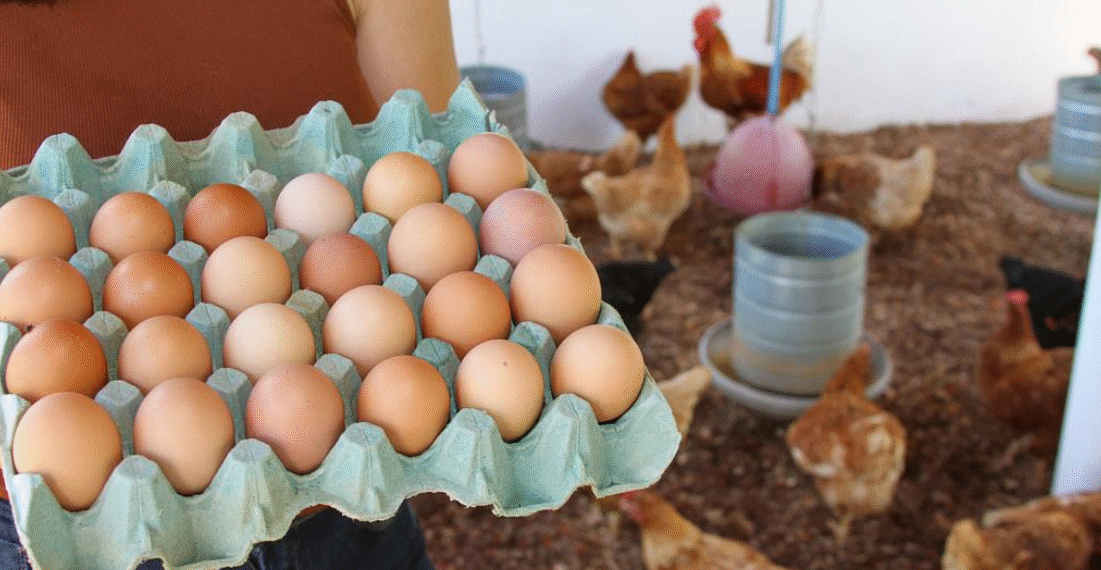 Bahia fortalece produção de ovos na agricultura familiar