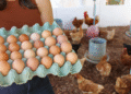 Bahia fortalece produção de ovos na agricultura familiar