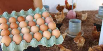 Bahia fortalece produção de ovos na agricultura familiar
