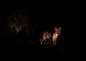 Inscrições para o Zoo Noturno serão abertas nesta terça-feira (27)