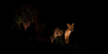 Inscrições para o Zoo Noturno serão abertas nesta terça-feira (27)