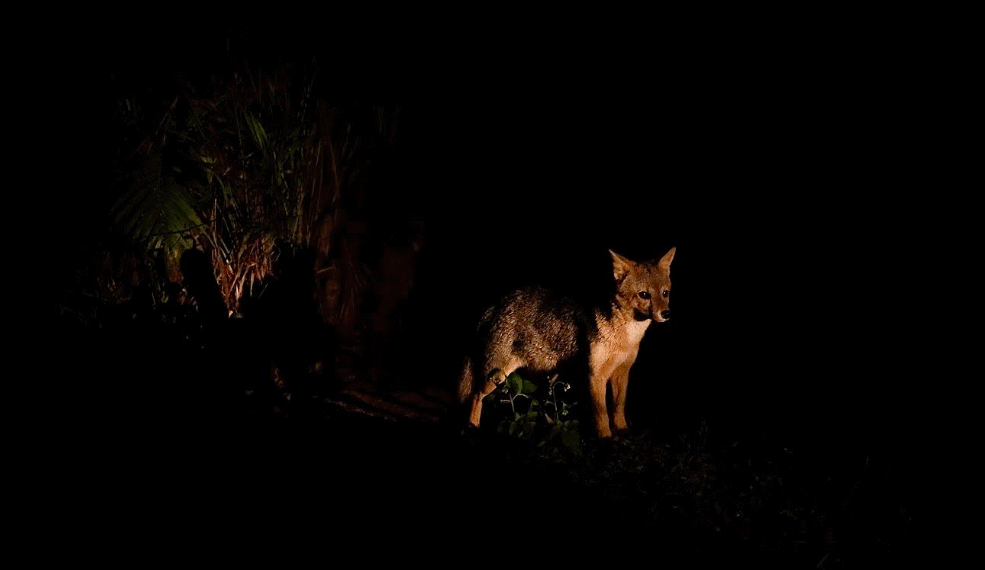Inscrições para o Zoo Noturno serão abertas nesta terça-feira (27)