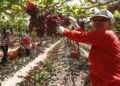 Agricultura baiana alcança R$ 56,2 bilhões em 2025