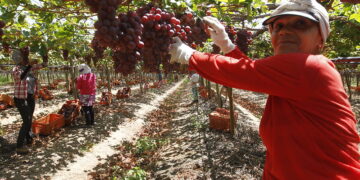 Agricultura baiana alcança R$ 56,2 bilhões em 2025