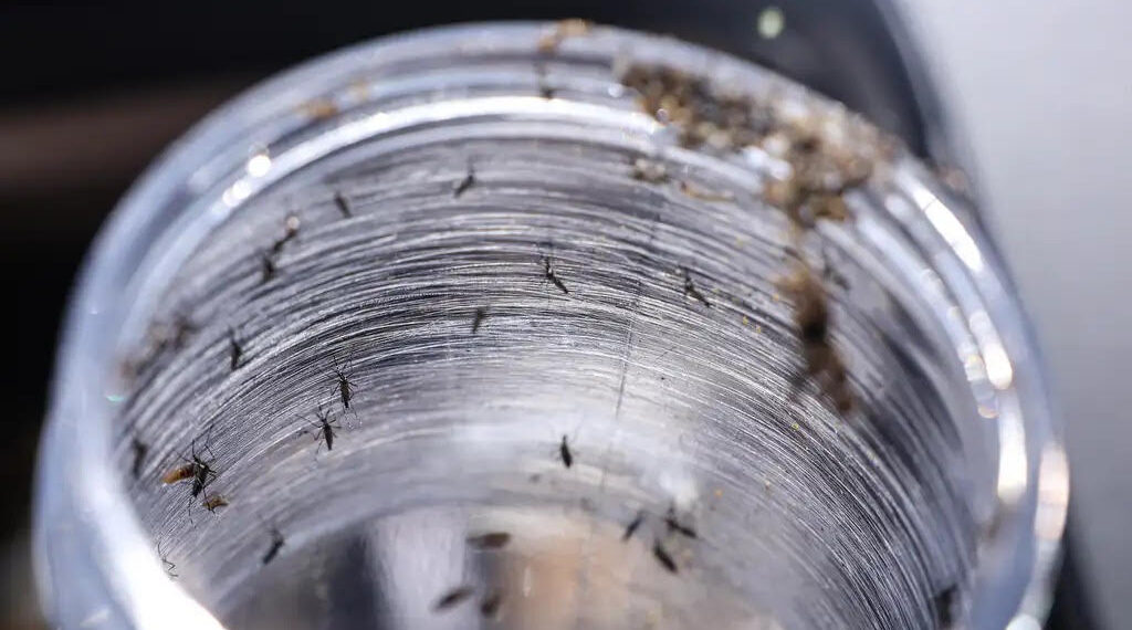 El Niño: temperaturas mais elevadas podem contribuir para o aumento de casos de doenças causadas por mosquitos