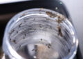 El Niño: temperaturas mais elevadas podem contribuir para o aumento de casos de doenças causadas por mosquitos