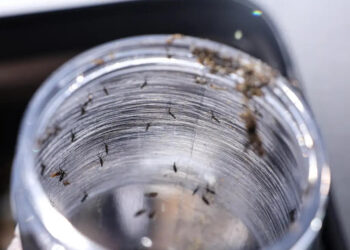 El Niño: temperaturas mais elevadas podem contribuir para o aumento de casos de doenças causadas por mosquitos