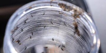 El Niño: temperaturas mais elevadas podem contribuir para o aumento de casos de doenças causadas por mosquitos