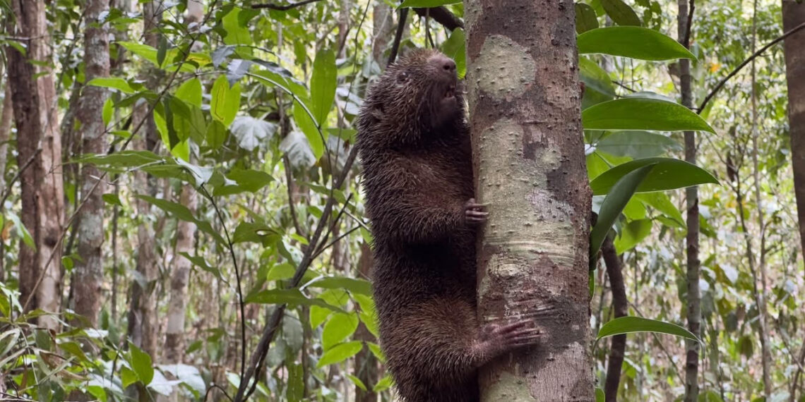 Ouriço-preto ameaçado de extinção e outros 41 animais silvestres são reintegrados à natureza em reserva da Bracell