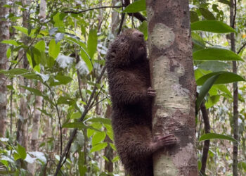 Ouriço-preto ameaçado de extinção e outros 41 animais silvestres são reintegrados à natureza em reserva da Bracell